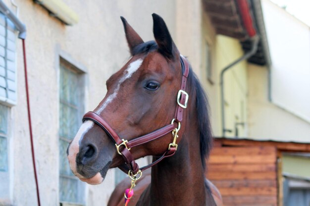 Foto paard in de stal