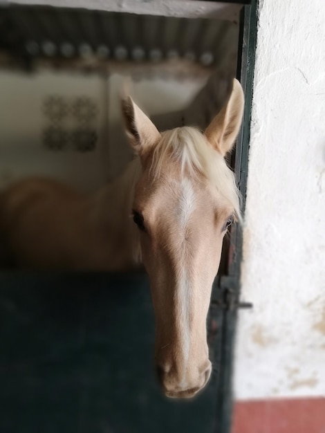 Paard in de stal