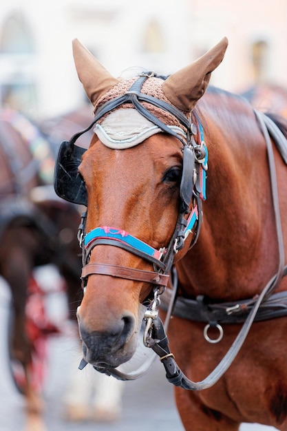 Paard in de straten van Rome, Italië