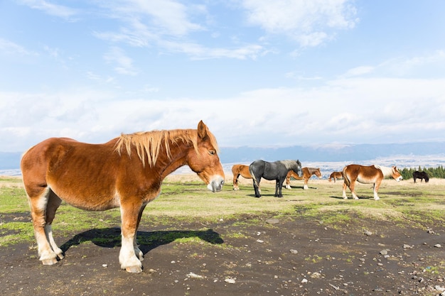 Paard in de wei