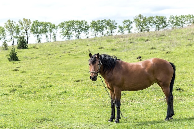 Paard in de wei