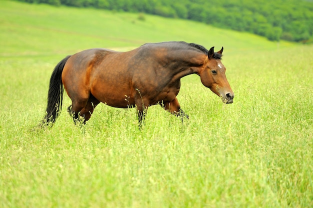 Paard in de weide