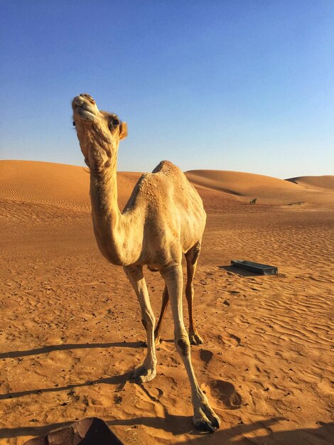 Foto paard in de woestijn.