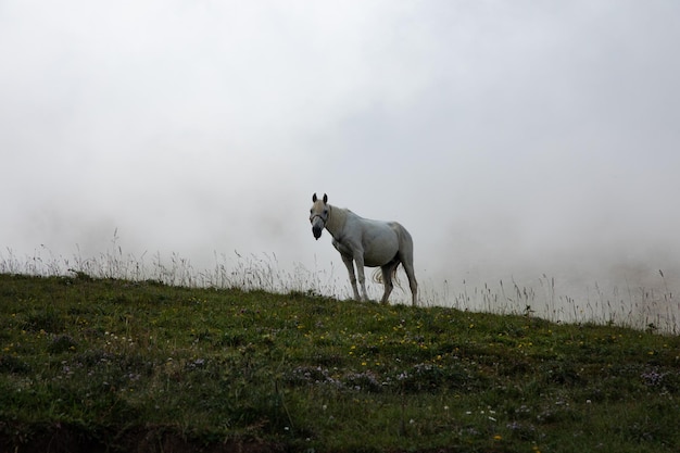 Paard in een bewolkte bergen