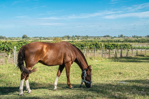 Paard in een boerderij