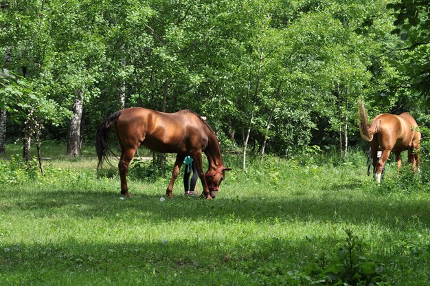 Paard in een bosopen plek