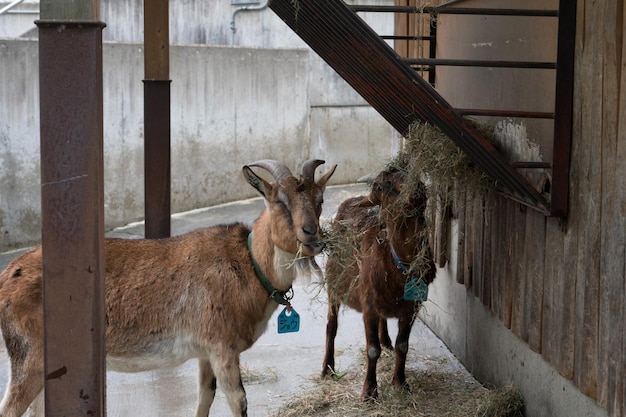 Paard in een hok