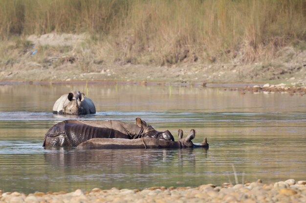 Paard in een meer.