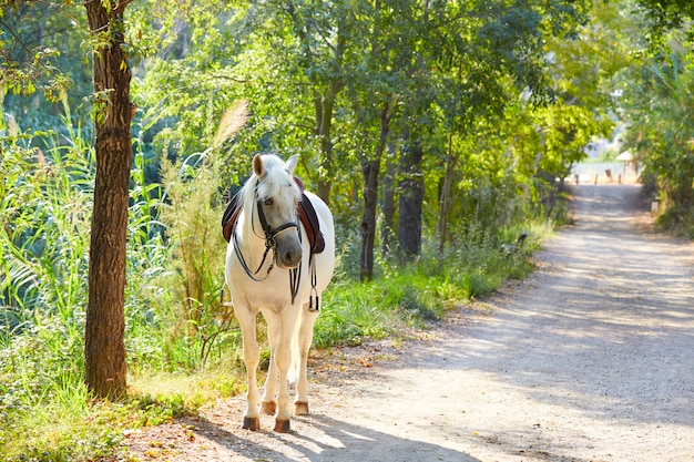 paard in een ontspannen bosweg