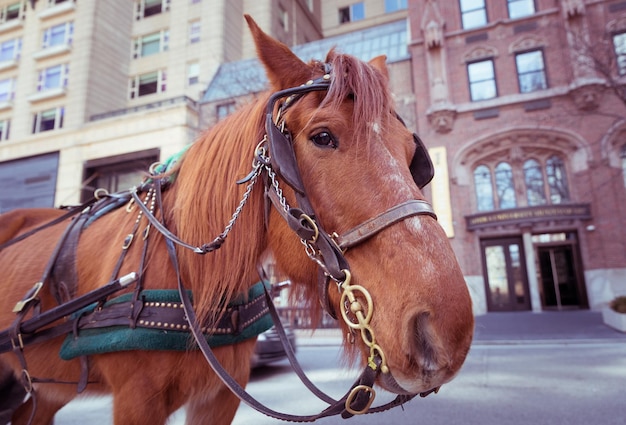 Foto paard in een stad.