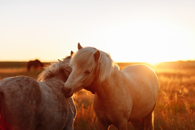 Foto paard in een veld, boerderijdieren, natuurreeksen