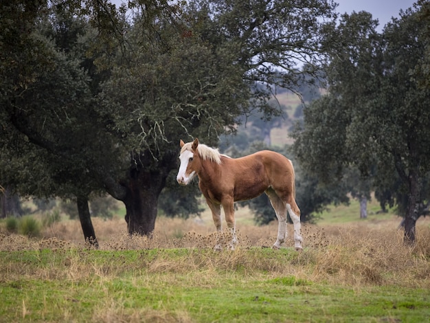 Paard in een veld in Dehesa de la Luz.