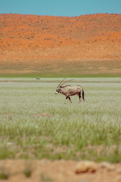 Paard in een veld.