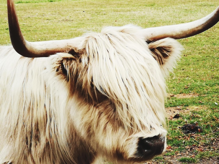 Foto paard in een veld