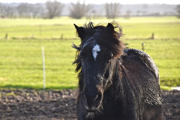 Foto paard in een veld.