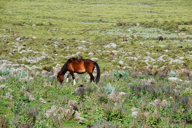 Foto paard in een veld.