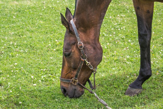 Foto paard in een veld.