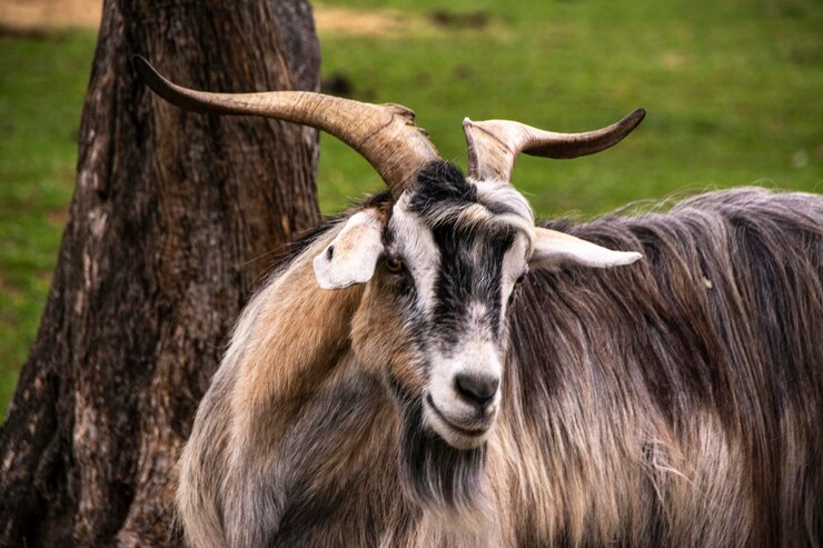 Foto paard in een veld.
