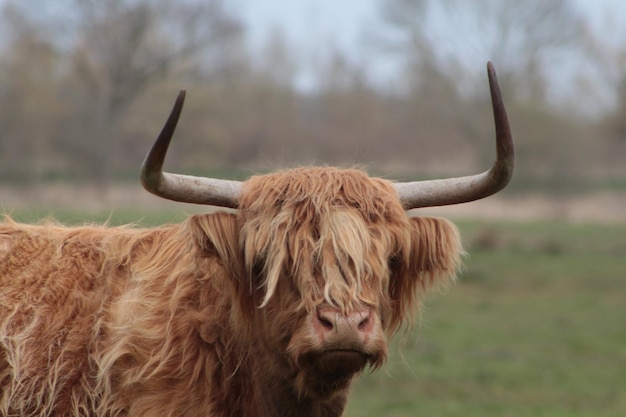 Foto paard in een veld.