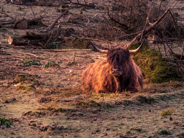 Foto paard in een veld.