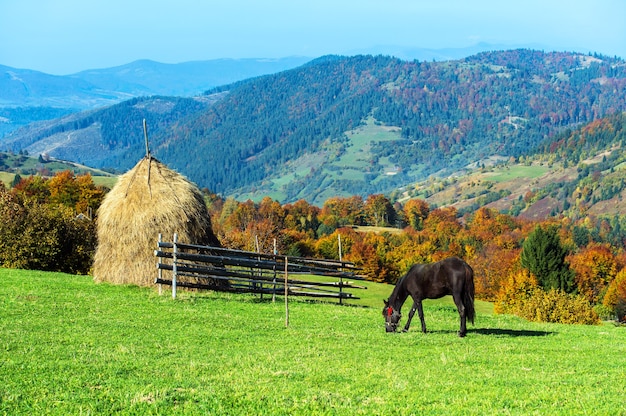 Paard in een weiland in de bergen in de herfst Karpaten