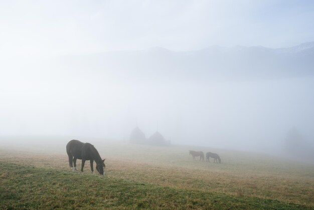 Paard in een weiland op een bergweide in herfstmist