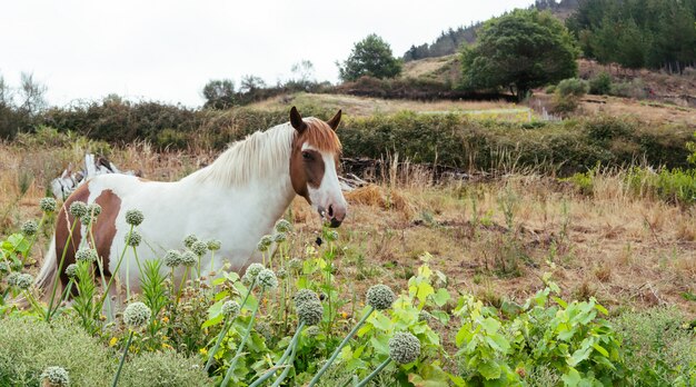 Paard in een weiland