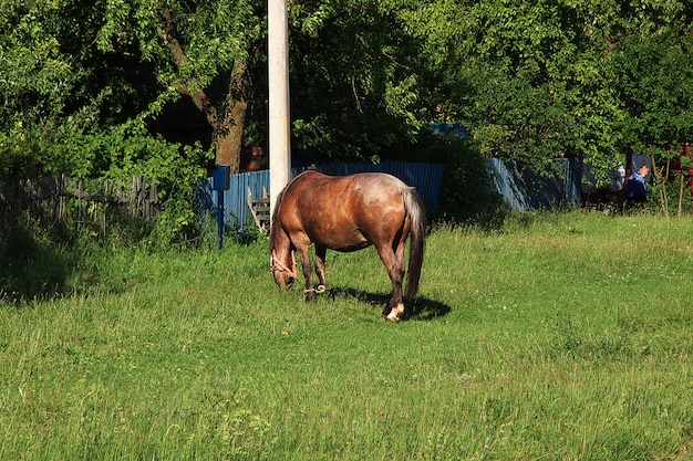 Paard in het gras