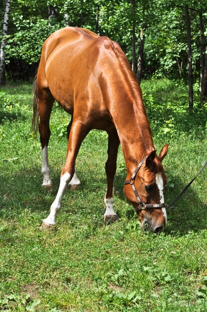 Paard in het groene bos