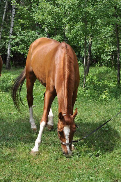 Paard in het groene bos