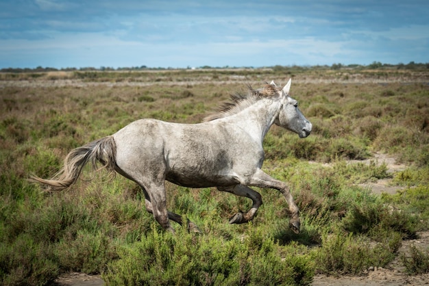 Paard in het land van de Camargue