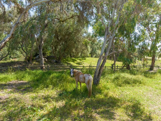 Paard in het rustige groene zomergrasveld