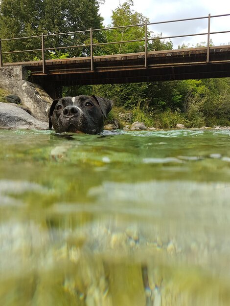 Foto paard in het water.