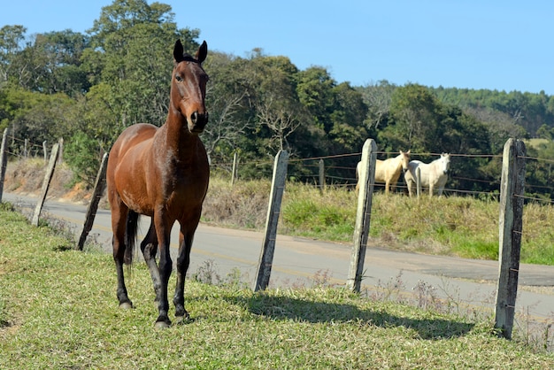 Paard in het weiland met groen gras en bomen