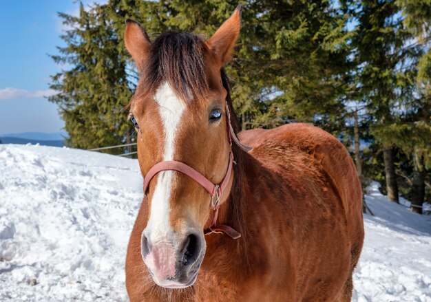 Paard kijkt naar de camera met blauwe ogen en rood halster in de bergen in het besneeuwde bos