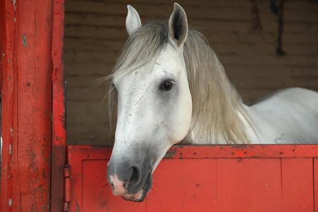 Paard kijkt uit de metalen staldeur.