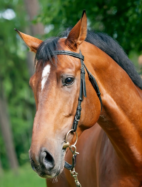 Paard kijkt weg terwijl hij tegen bomen staat