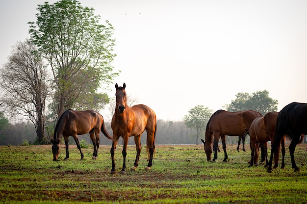 Paard kudde in veld, merrie en veulen grazen in de paardenboerderij