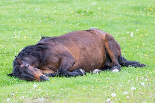 Paard liggend op de weide