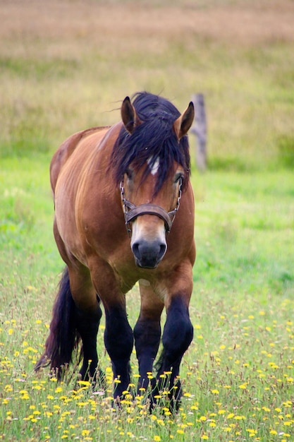 Foto paard loopt over het grasveld.