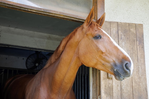 Paard met glanzende donkere manen steekt kop uit raam in stal in stal