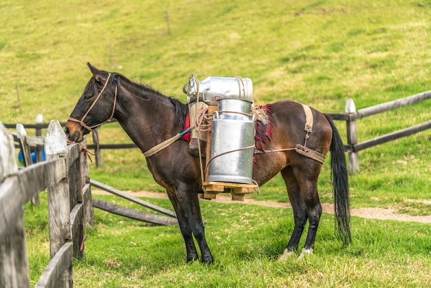 Paard met koemelk