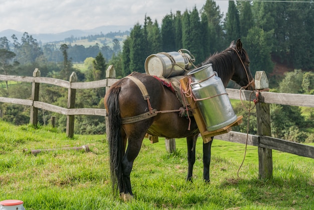 Paard met koemelk