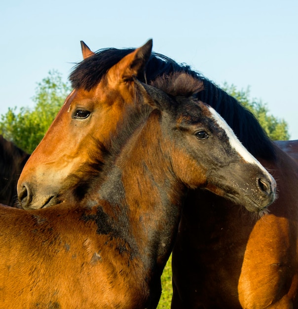 Paard met veulen in het wild