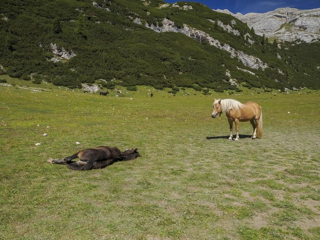 paard ontspannen op gras in Dolomieten bergen achtergrond panorama