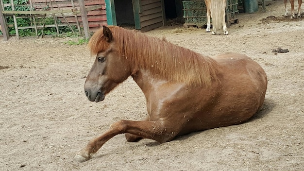 Foto paard ontspant zich op het veld