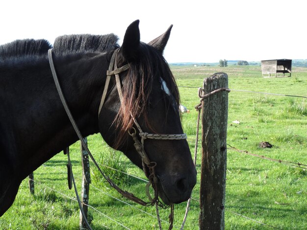 Paard op de boerderij