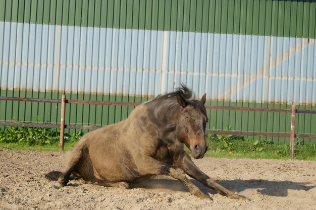 Foto paard op de grond.