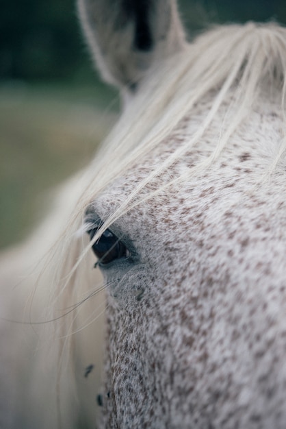 Foto paard op de natuur. portret van een paard