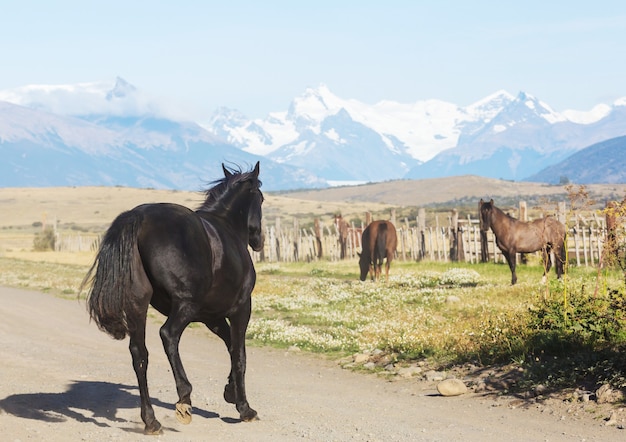 Paard op de weide in Chili, Zuid-Amerika